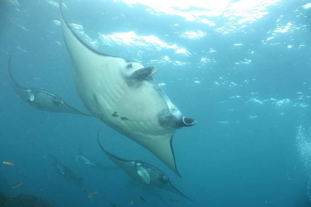 Pondok Bambu Resort - 5 Stars Padi Dive Centre Кандидаса Екстер'єр фото